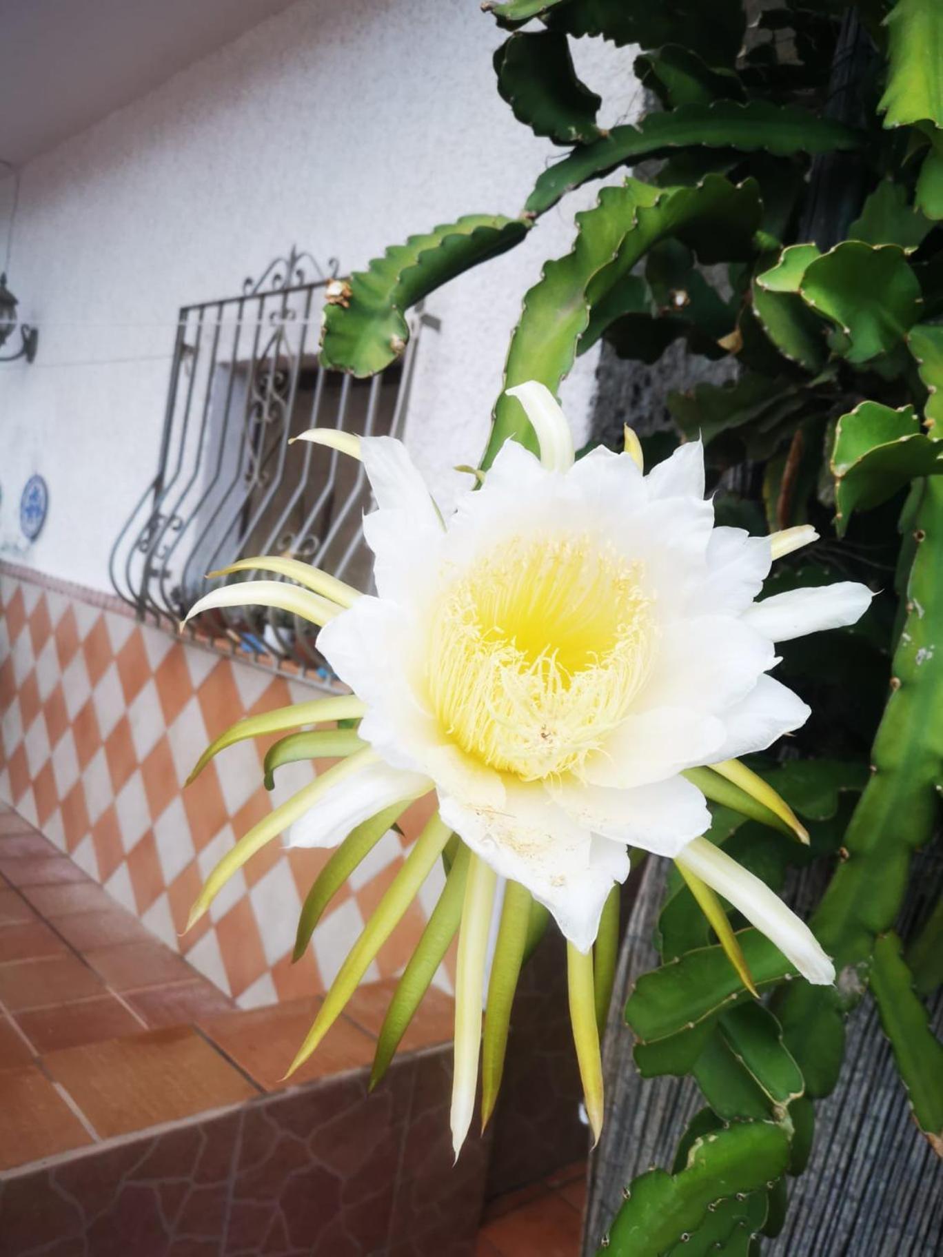 Appartamento Vivienda Rural En Cabo De Gata El Pozo de los Frailes Esterno foto